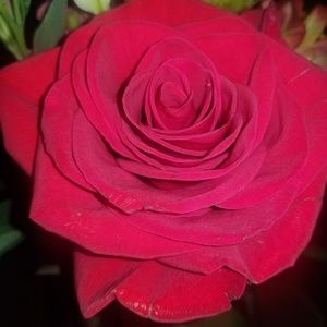 Meet your Posher, Teodora